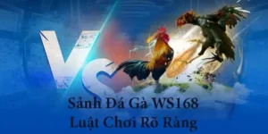 Hướng Dẫn Cách Chơi Đá Gà WS168 Tại ZomClub Từ Cơ Bản