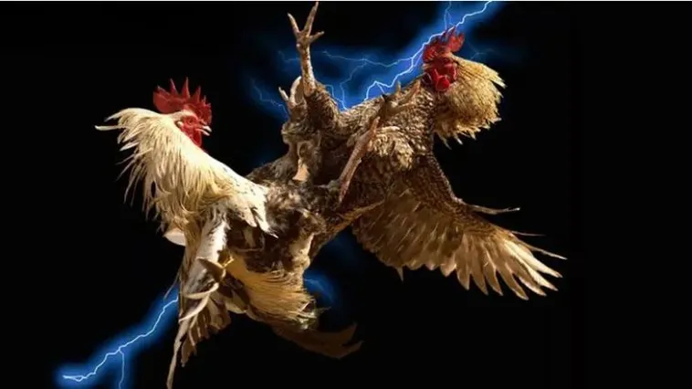 Đá Gà ZomClub Đấu Trường Kê Chiến Đỉnh Cao Hàng Đầu Châu Á