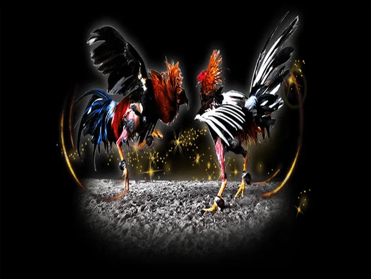 Bất Bại Khi Chơi Đá Gà Sabong Tại ZomClub Từ A Đến Z