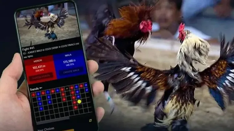 Đá Gà ZomClub Đấu Trường Kê Chiến Đỉnh Cao Hàng Đầu Châu Á