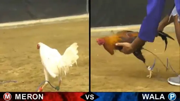 Bất Bại Khi Chơi Đá Gà Sabong Tại ZomClub Từ A Đến Z